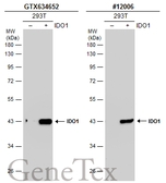 Anti-IDO1 antibody [GT273] used in Western Blot (WB). GTX634652