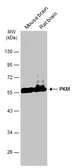 Anti-PKM antibody [GT1810] used in Western Blot (WB). GTX634796