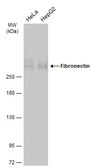 Anti-Fibronectin antibody [GT742] used in Western Blot (WB). GTX634808