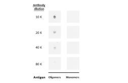 Anti-Beta amyloid (1-42) antibody – Conformation Specific antibody [GT622] used in Dot blot (Dot). GTX635160