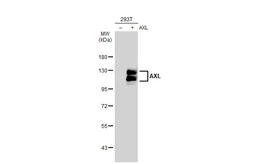 Anti-AXL antibody [GT1174] used in Western Blot (WB). GTX635210