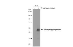 Anti-V5 tag antibody [GT1078] used in Western Blot (WB). GTX635260