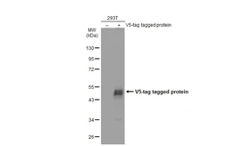 Anti-V5 tag antibody [GT1078] used in Western Blot (WB). GTX635260