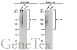 Anti-CA19-9 antibody [GT174] used in Western Blot (WB). GTX635388