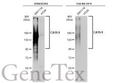Anti-CA19-9 antibody [GT8510] used in Western Blot (WB). GTX635391