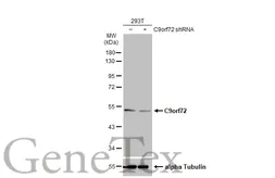 Anti-C9orf72 antibody [GT779-RB] used in Western Blot (WB). GTX635397