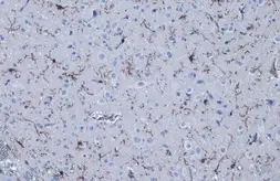 Anti-Iba1 antibody [HL22-MS] used in IHC (Paraffin sections) (IHC-P). GTX635399
