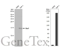 Anti-Iba1 antibody [HL22-MS] used in Western Blot (WB). GTX635399