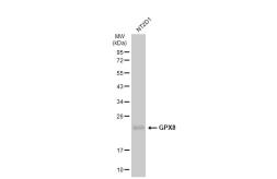 Anti-GPX8 antibody [8-1] used in Western Blot (WB). GTX635455