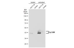 Anti-EpCAM antibody [GT7711] used in Western Blot (WB). GTX635473