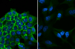 Anti-EpCAM antibody [GT7711] used in Immunocytochemistry/ Immunofluorescence (ICC/IF). GTX635473