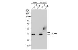 Anti-EpCAM antibody [GT852] used in Western Blot (WB). GTX635474