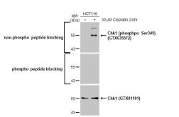 Anti-Chk1 (phosphpo Ser345) antibody [HL122] used in Western Blot (WB). GTX635572
