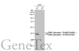 Anti-ERK1 (phospho Thr202/Tyr204) + ERK2 (phospho Thr185/Tyr187) antibody [HL173] used in Western Blot (WB). GTX635617