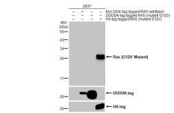 Anti-RAS (G12V Mutant) antibody [HL169] used in Western Blot (WB). GTX635623