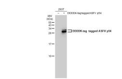 Anti-ASFV p54 antibody [GT853] used in Western Blot (WB). GTX635690