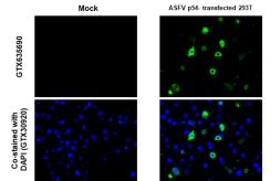 Anti-ASFV p54 antibody [GT853] used in IHC (Paraffin sections) (IHC-P). GTX635690