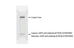 Anti-ASFV p54 antibody [GT853] used in Lateral Flow (Lateral Flow). GTX635690