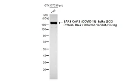 Anti-SARS-CoV-2 (COVID-19) Spike RBD antibody [HL257] used in Western Blot (WB). GTX635692