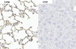 Anti-LYN (phospho Tyr397) antibody [HL122] used in IHC (Paraffin sections) (IHC-P). GTX635694