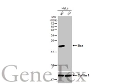 Anti-Bax antibody [HL236] used in Western Blot (WB). GTX635715