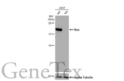 Anti-Bax antibody [HL236] used in Western Blot (WB). GTX635715