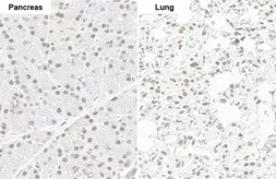 Anti-SMCR8 antibody [HL1007] used in IHC (Paraffin sections) (IHC-P). GTX635798