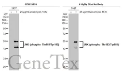 Anti-JNK (phospho Thr183/Tyr185) antibody [HL1008] used in Western Blot (WB). GTX635799