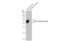 Anti-PEG (methoxy group) antibody [HL1020] used in Western Blot (WB). GTX635825
