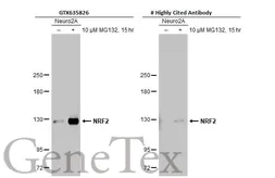 Anti-NRF2 antibody [HL1021] used in Western Blot (WB). GTX635826