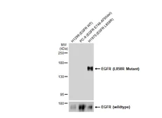 Anti-EGFR (L858R Mutant) antibody [HL1022] used in Western Blot (WB). GTX635834