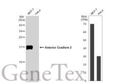 Anti-Anterior Gradient 2 antibody [HL1024] used in Western Blot (WB). GTX635838