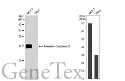 Anti-Anterior Gradient 2 antibody [HL1024] used in Western Blot (WB). GTX635838