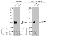 Anti-EpCAM antibody [GT25512] used in Western Blot (WB). GTX635967