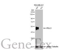 Anti-PD-L1 antibody [HL1041] used in Western Blot (WB). GTX635975