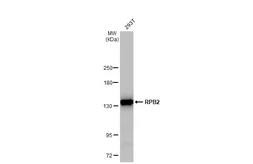 Anti-RPB2 antibody [HL1042] used in Western Blot (WB). GTX635976