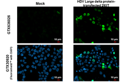 Anti-Hepatitis D virus Large delta protein antibody [HL1051] used in Immunocytochemistry/ Immunofluorescence (ICC/IF). GTX636026