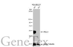 Anti-PD-L1 antibody [HL1056] used in Western Blot (WB). GTX636033