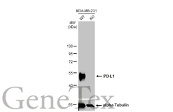 Anti-PD-L1 antibody [HL1056] used in Western Blot (WB). GTX636033