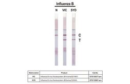 Anti-Influenza B virus Nucleoprotein antibody [HL1068] used in Lateral Flow (Lateral Flow). GTX636099
