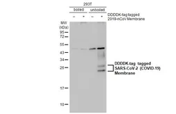 Anti-SARS-CoV-2 (COVID-19) Membrane antibody [HL1087] used in Western Blot (WB). GTX636245
