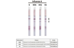 Anti-Influenza A virus Nucleoprotein antibody [HL1089] used in Lateral Flow (Lateral Flow). GTX636247