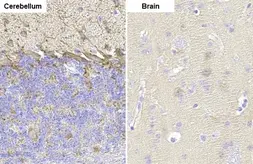 Anti-GAD67 antibody [HL1095] used in IHC (Paraffin sections) (IHC-P). GTX636279