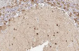 Anti-GAD67 antibody [HL1096] used in IHC (Paraffin sections) (IHC-P). GTX636280