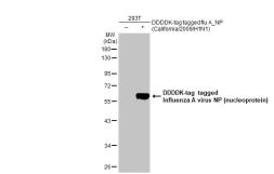Anti-Influenza A virus Nucleoprotein antibody [HL1098] used in Western Blot (WB). GTX636282