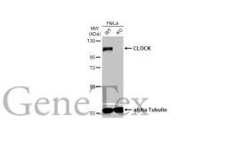 Anti-CLOCK antibody [HL1099] used in Western Blot (WB). GTX636283