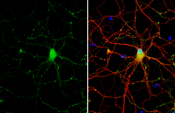 Anti-Somatostatin antibody [HL1101] used in Immunocytochemistry/ Immunofluorescence (ICC/IF). GTX636297