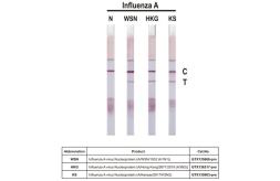 Anti-Influenza A virus Nucleoprotein antibody [HL1103] used in Lateral Flow (Lateral Flow). GTX636318