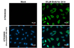 Anti-BrdU antibody [HL1111] used in Immunocytochemistry/ Immunofluorescence (ICC/IF). GTX636326