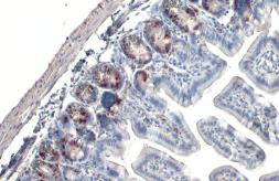 Anti-BrdU antibody [HL1111] used in IHC (Paraffin sections) (IHC-P). GTX636326